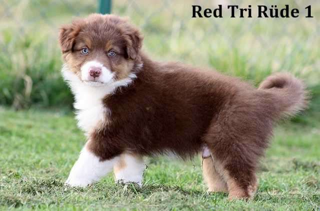 ***Top Australian Shepherd Welpen***